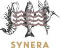 Synera
