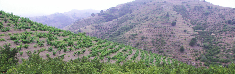 Cims de Porrera