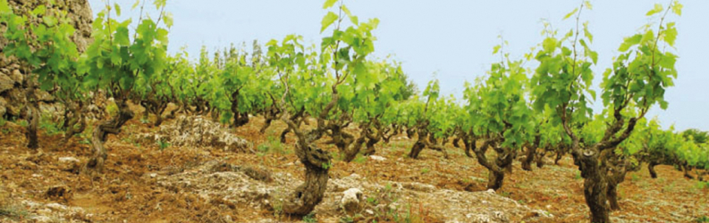 Terre di Campo Sasso - Apulien