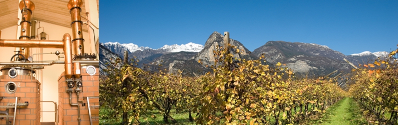 Distilleria Pisoni